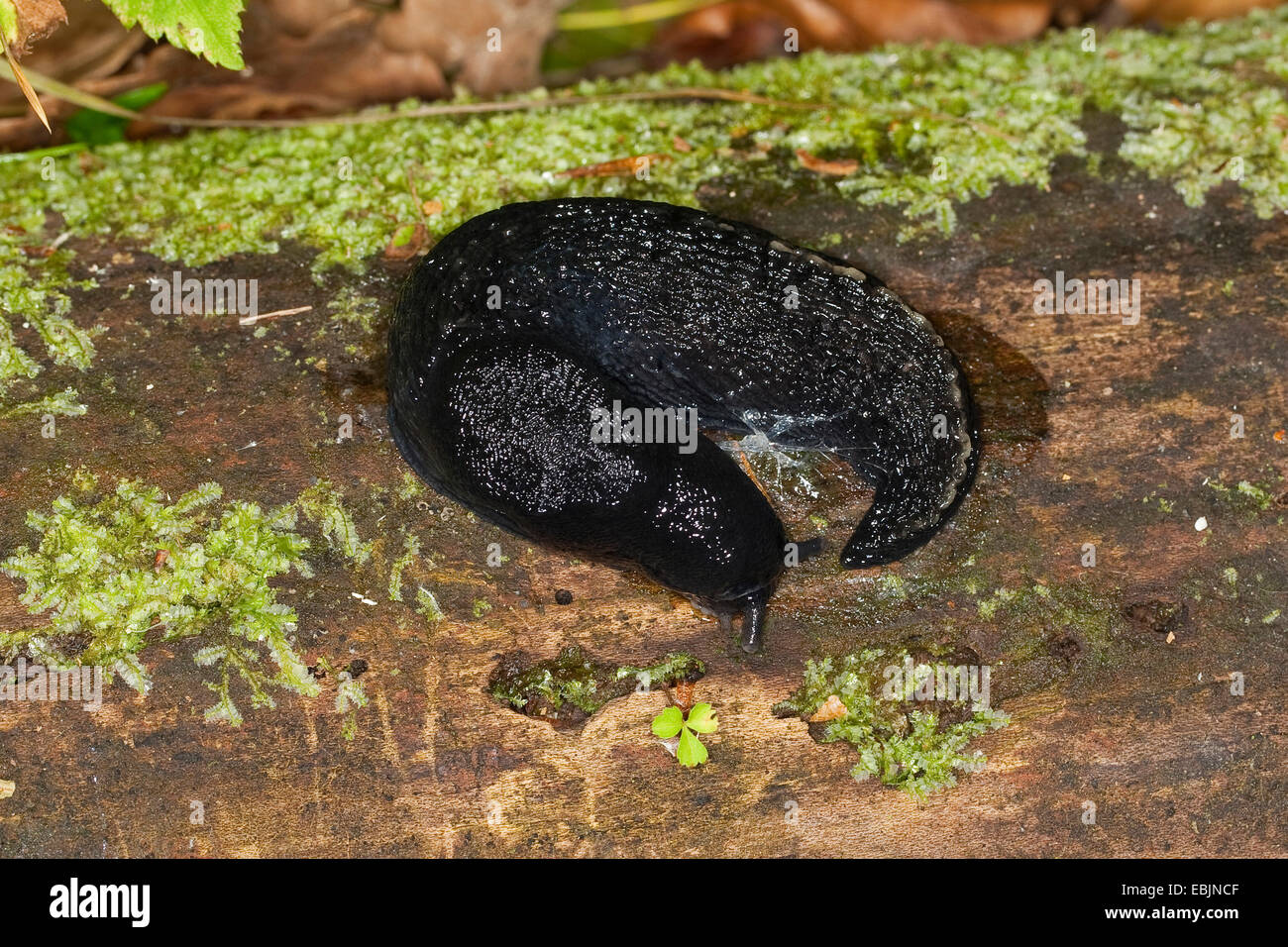 Black keel back slug, ashy-grey slug, ash-black slug (Limax cinereoniger), sitting on mossy deadwood, Germany Stock Photo