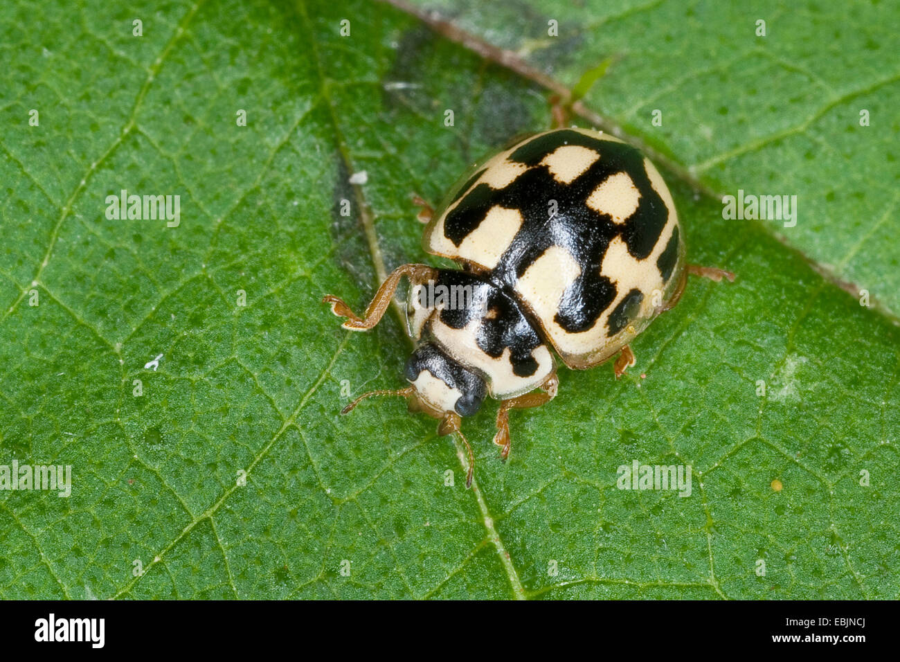 Propylea 14-punctata, Fourteen-Spot Ladybird Beetle (Propylea quatuordecimpunctata), sitting on a leaf, Germany Stock Photo