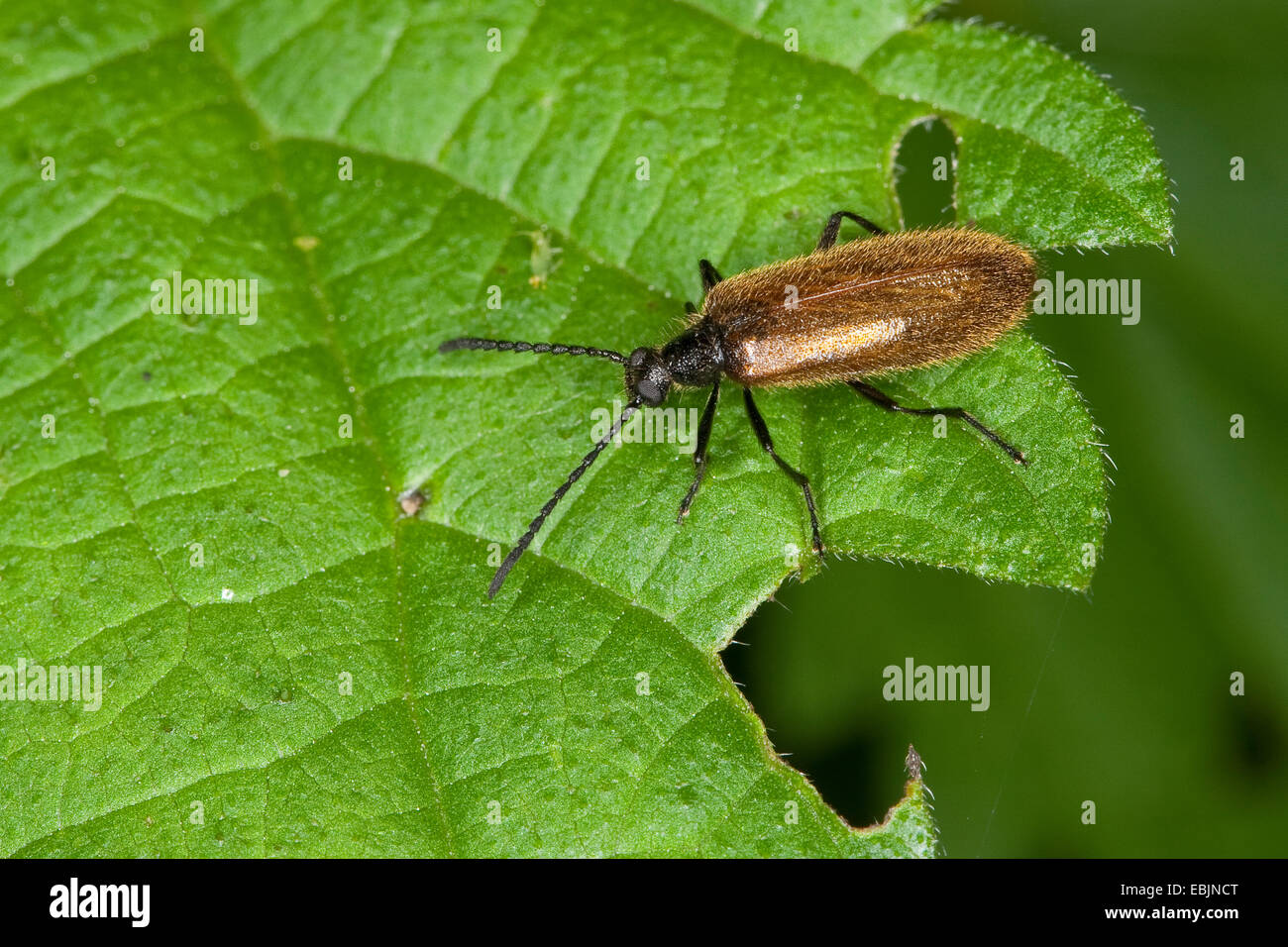 Darkling Beetle (Lagria hirta), sitting on a leaf, Germany Stock Photo