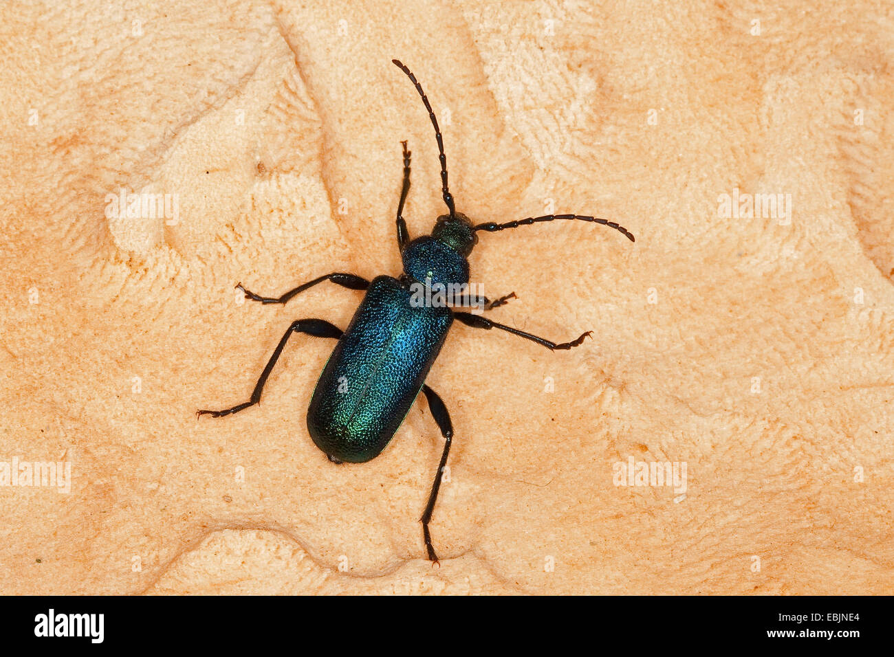Violet tanbark beetle, Longhorn beetle, Long-horned beetle (Callidium violaceum), sitting on deadwood, Germany Stock Photo