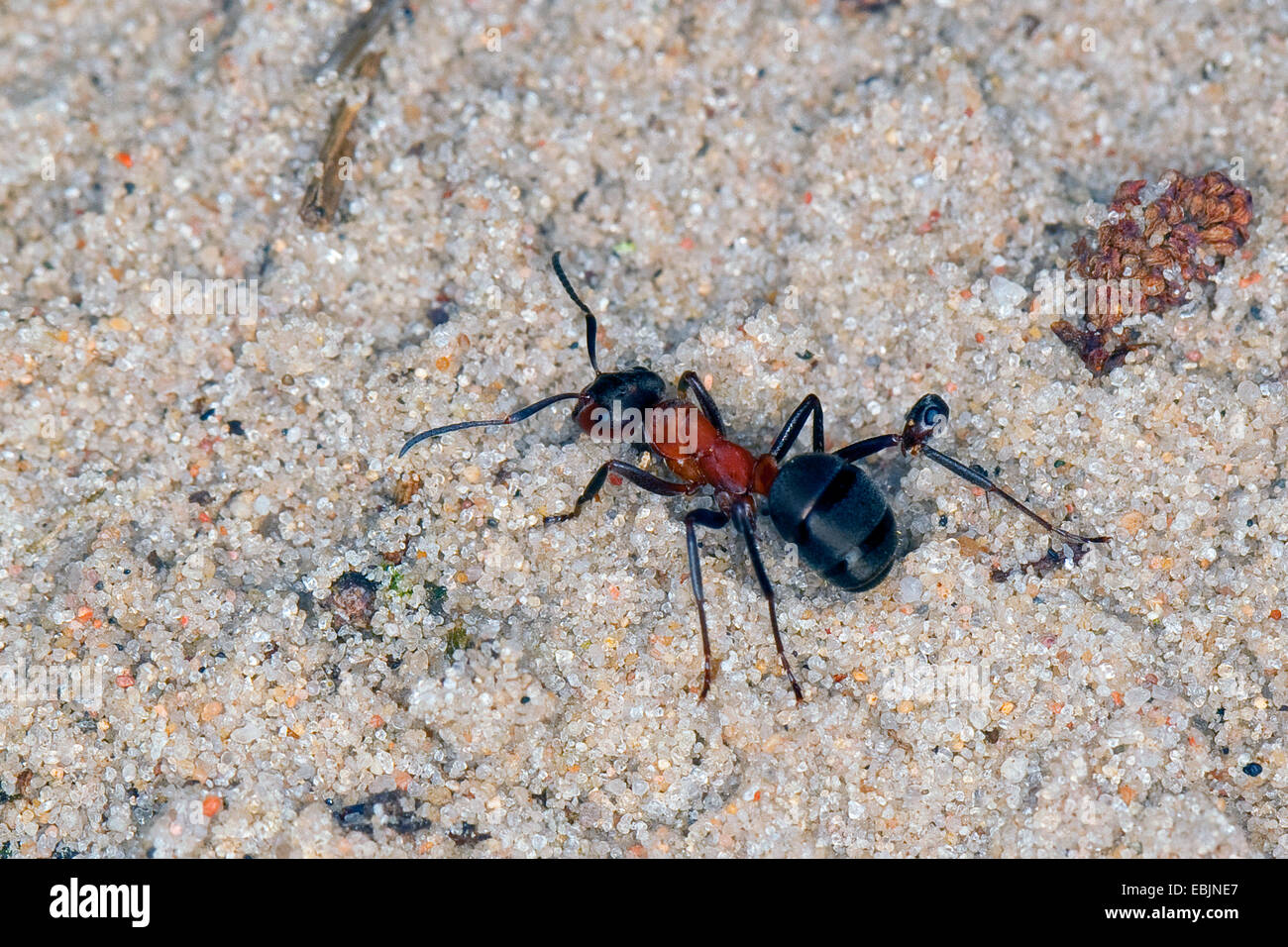 Blood red ants hires stock photography and images Alamy