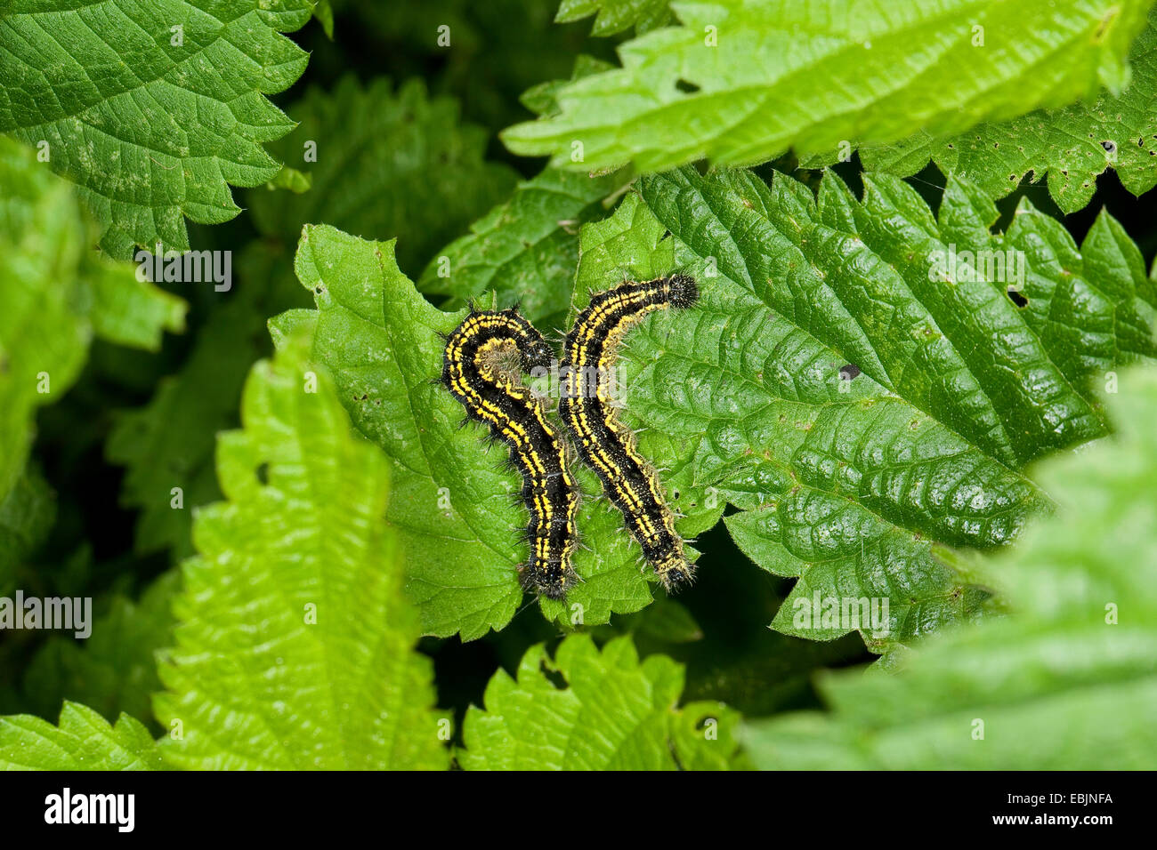 small tortoiseshell (Aglais urticae, Nymphalis urticae), two caterpillars sitting on a nettle feeding, Germany Stock Photo