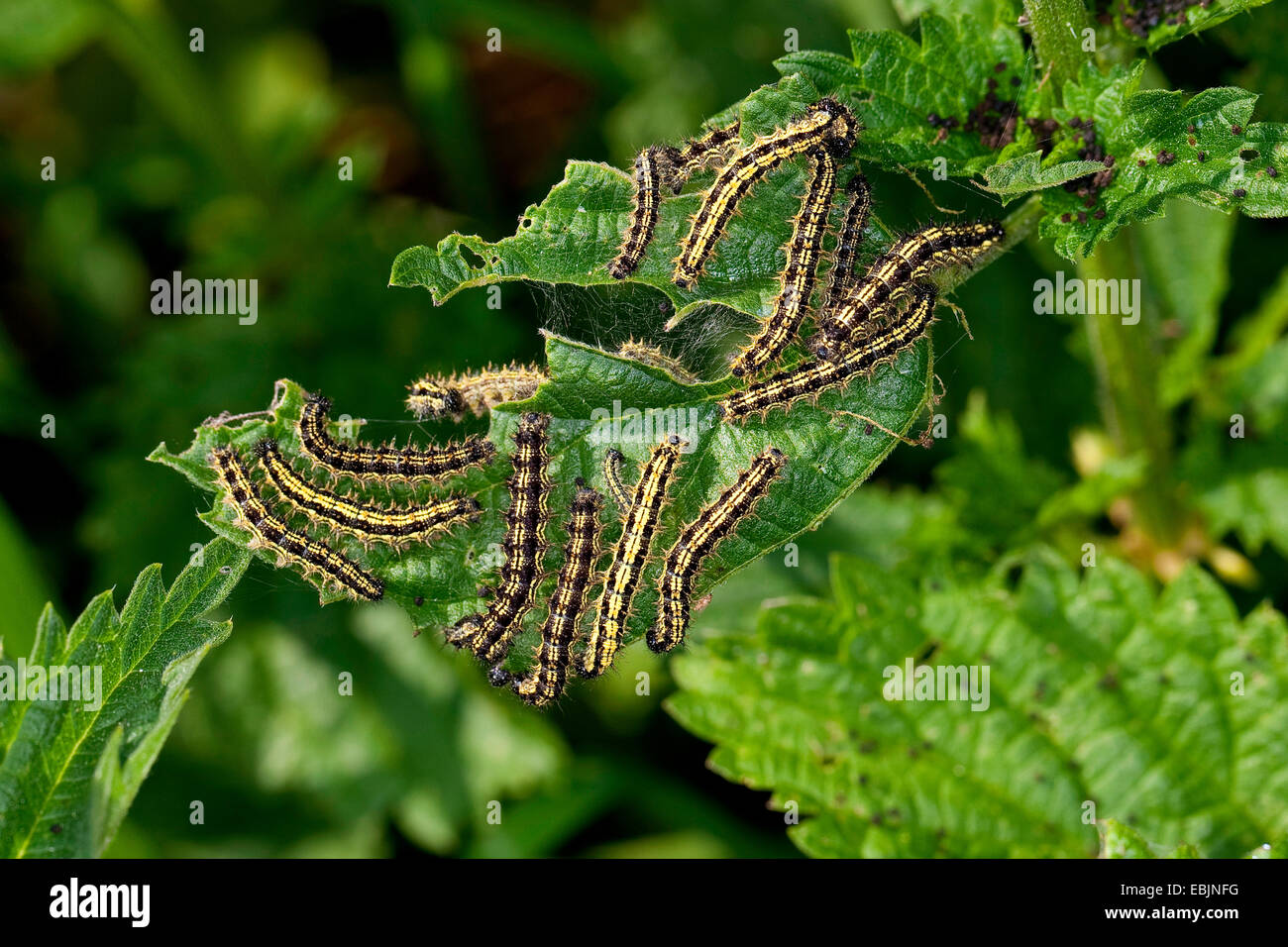 small tortoiseshell (Aglais urticae, Nymphalis urticae), some caterpillars sitting on a nettle leaf feeding, Germany Stock Photo