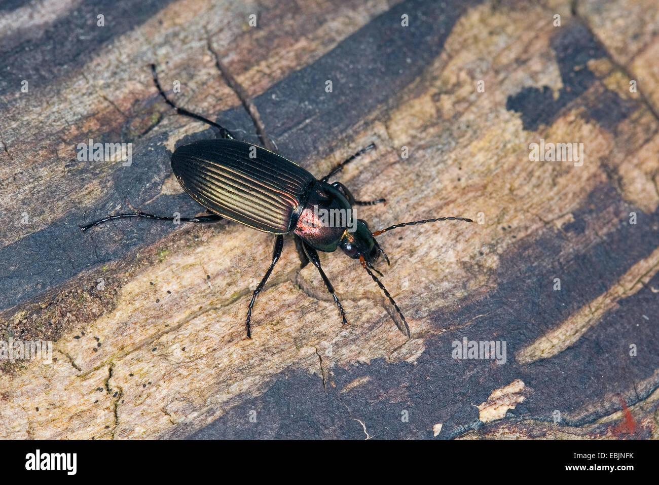 Rain beetle (Pterostichus cupreus, Poecilus cupreus), sitting on deadwood, Germany Stock Photo