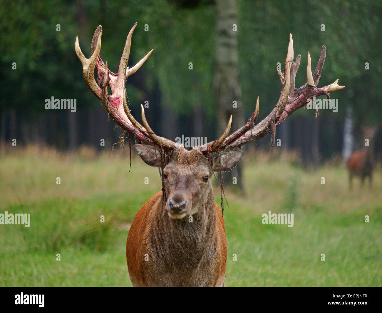 red deer (Cervus elaphus), portrait of a stag, Germany Stock Photo