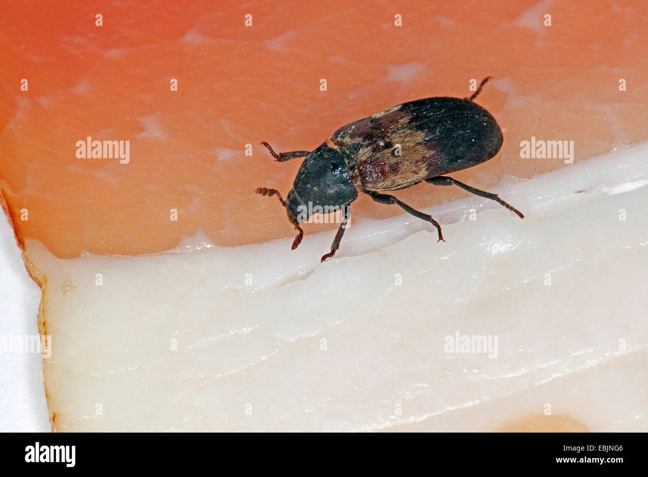 larder beetle, common larder beetle, bacon beetle (Dermestes lardarius), stored product pest on ham, Germany Stock Photo