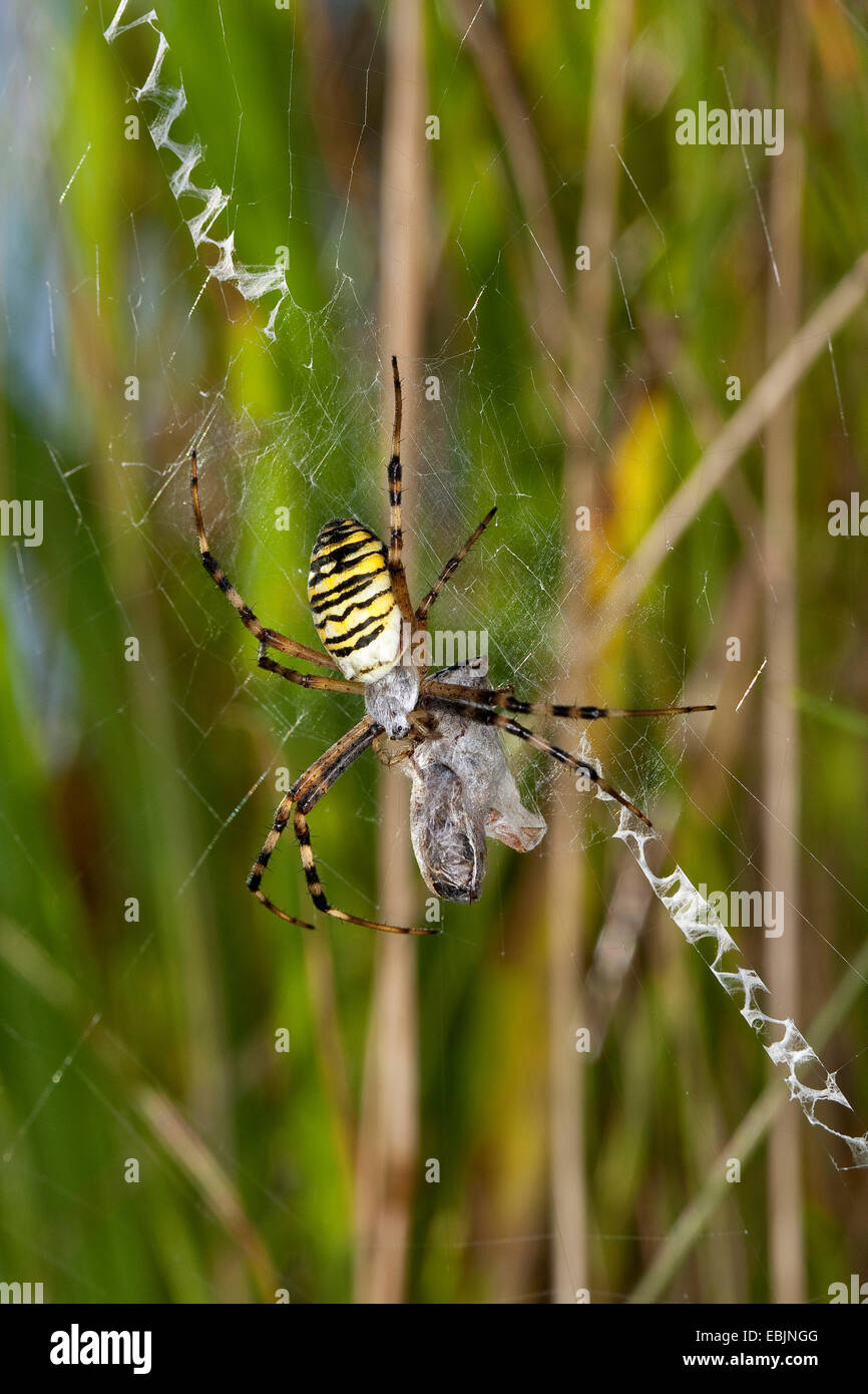 black-and-yellow argiope, black-and-yellow garden spider (Argiope bruennichi), sitting with prey in its web with zigzaggy stabilising element, Germany Stock Photo