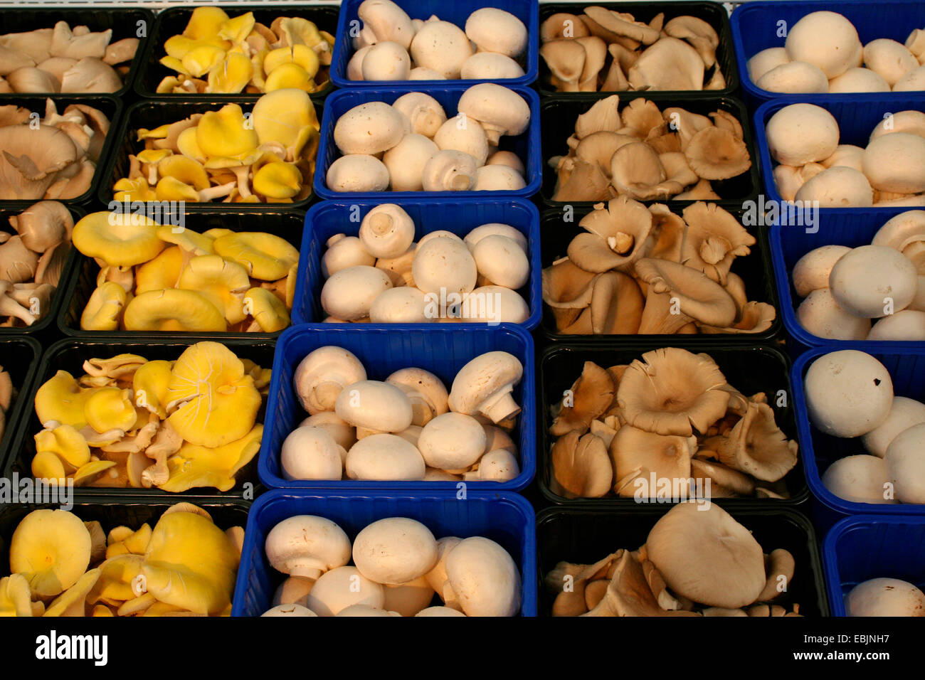 different breeded edible mushrooms for sale, Germany Stock Photo