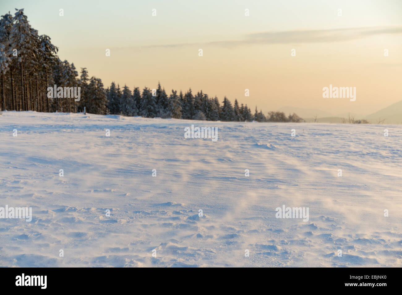 wind gusts over a crusty plain snow field at a forest edge in the morning light, Germany Stock Photo