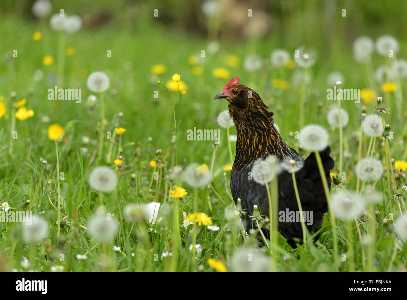 domestic fowl (Gallus gallus f. domestica), standing in a dandelion meadow, Germany Stock Photo