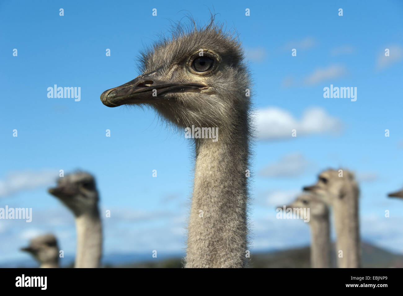 ostrich (Struthio camelus), portrait, South Africa, Western Cape, Oudtshoorn Stock Photo