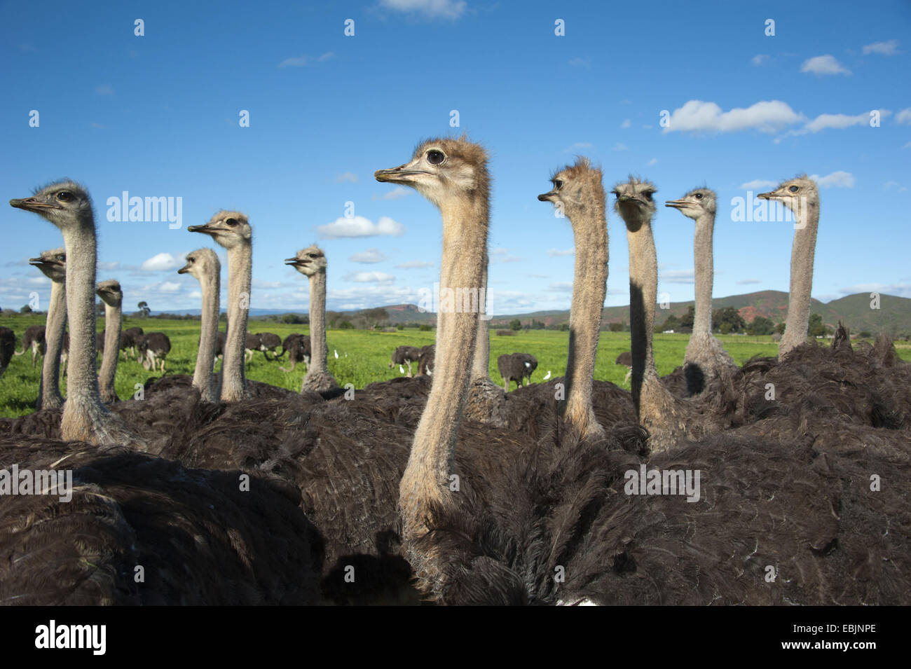 ostrich (Struthio camelus), flock of ostriches, South Africa, Western Cape, Oudtshoorn Stock Photo
