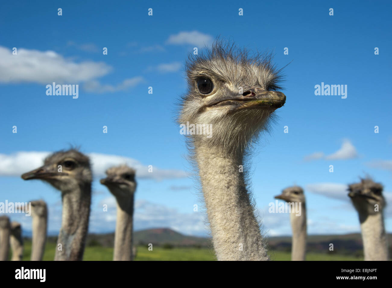ostrich (Struthio camelus), portrait, South Africa, Western Cape, Oudtshoorn Stock Photo