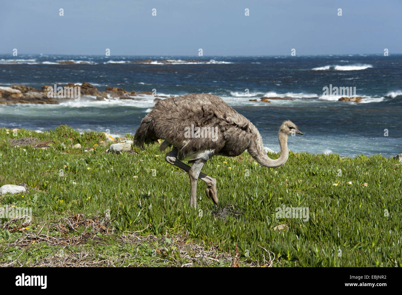 ostrich (Struthio camelus), walking over a meadow at the Atlantic coast, South Africa, Western Cape, Cape of Good Hope Stock Photo