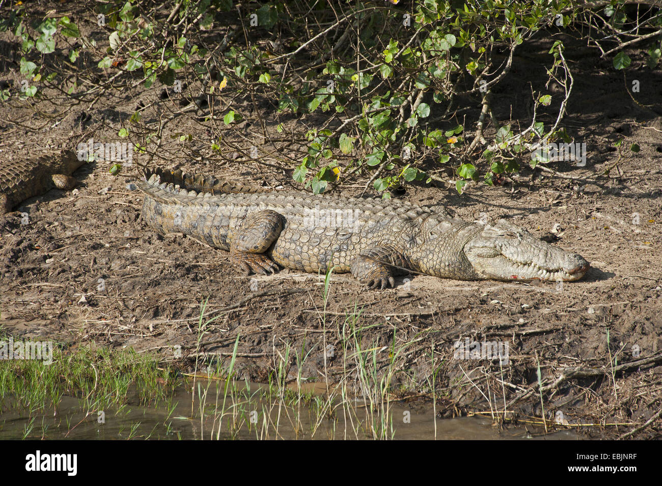 Nile crocodile (Crocodylus niloticus), lying on the riverbank, South Africa, Hluhluwe-Umfolozi National Park Stock Photo