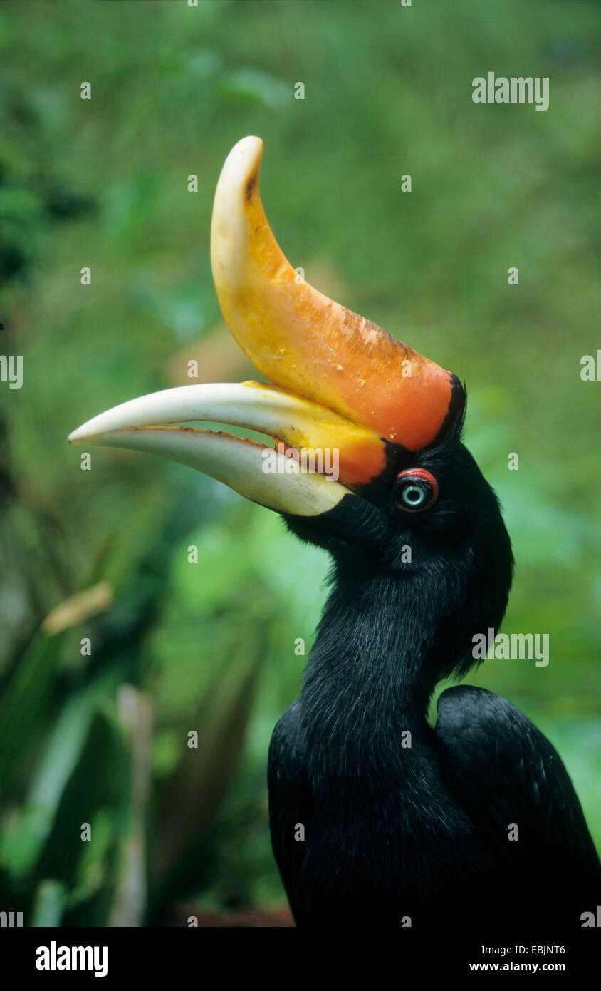 Great indian hornbill hires stock photography and images Alamy