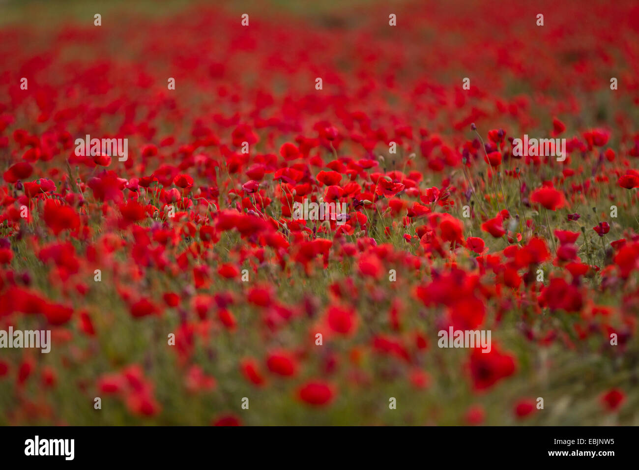 Common poppy, Corn poppy, Red poppy (Papaver rhoeas), poppy field, Germany, Bavaria Stock Photo