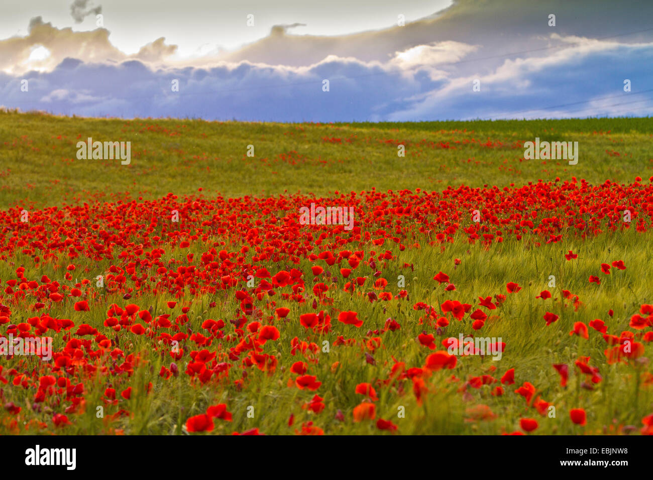 Common poppy, Corn poppy, Red poppy (Papaver rhoeas), in a cornfield with thunderclouds, Germany, Bavaria Stock Photo