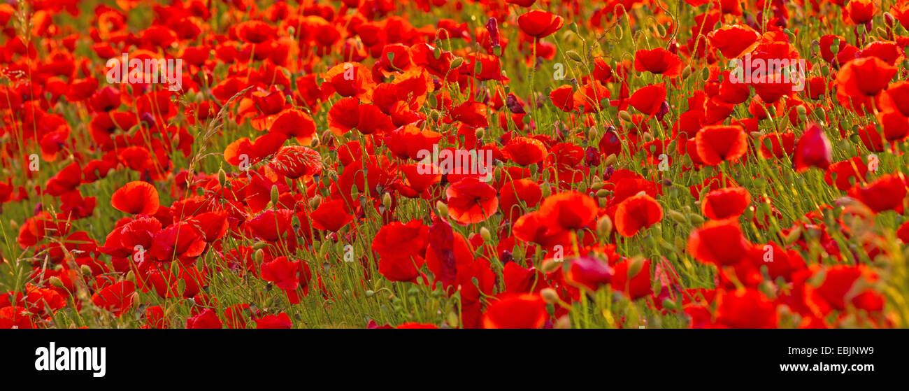 Common poppy, Corn poppy, Red poppy (Papaver rhoeas), poppy field in backlight, Germany, Bavaria Stock Photo