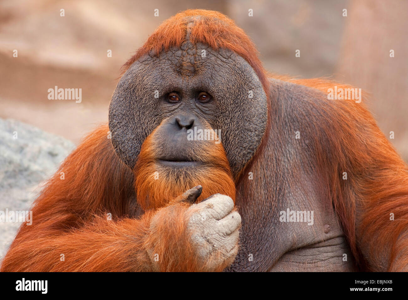 Bornean orangutan (Pongo pygmaeus pygmaeus), male scratching his chin thoughtfully, Indonesia, Borneo Stock Photo