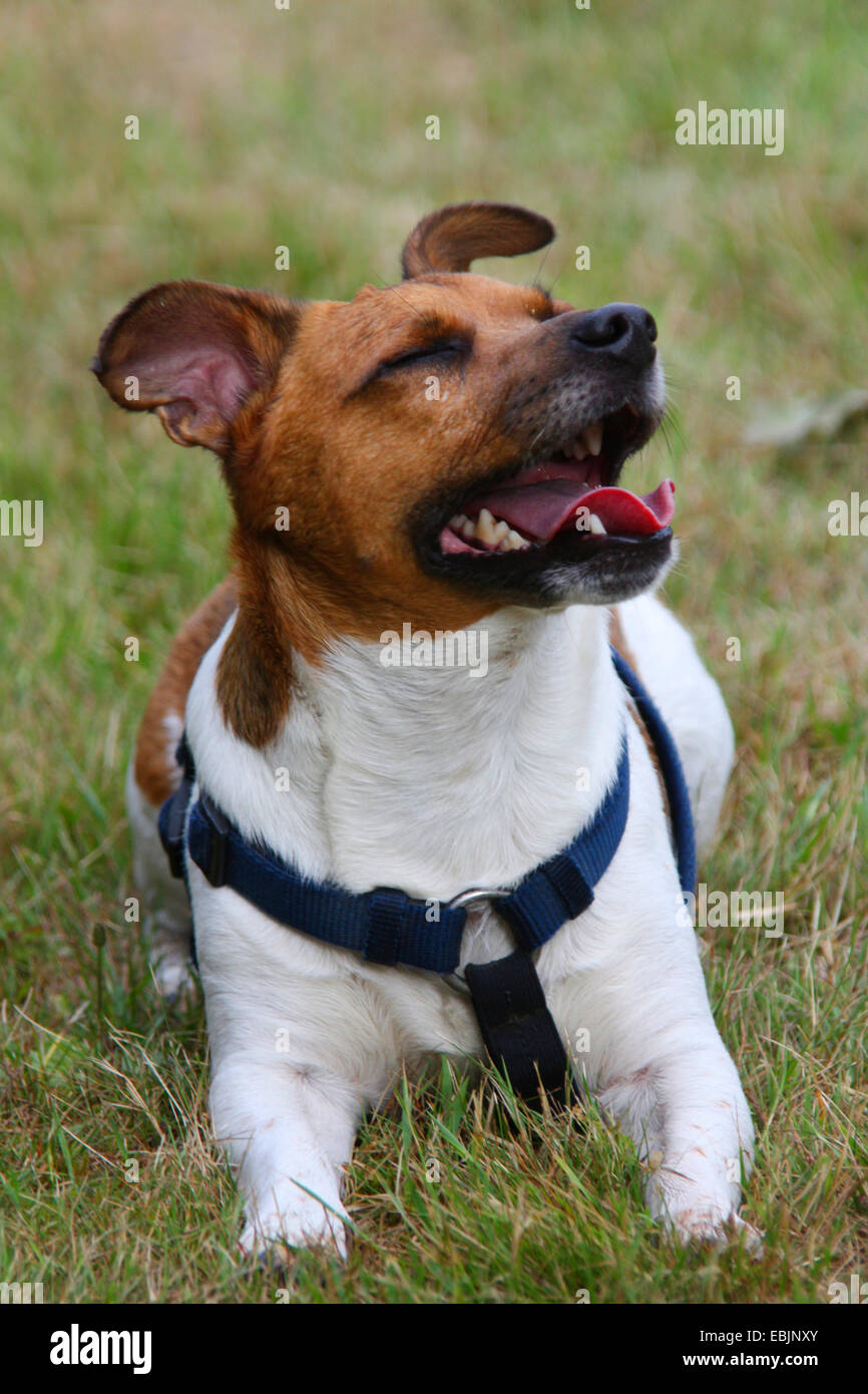 Jack Russell Terrier (Canis lupus f. familiaris), with dog harness