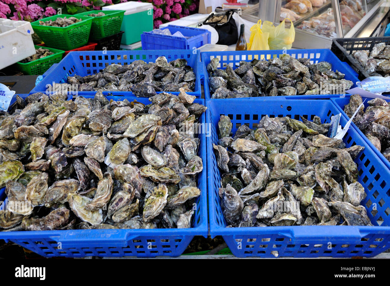 oysters (Ostreidae), fresh oysters in baskets at a market stand, France, Brittany, Erquy Stock Photo