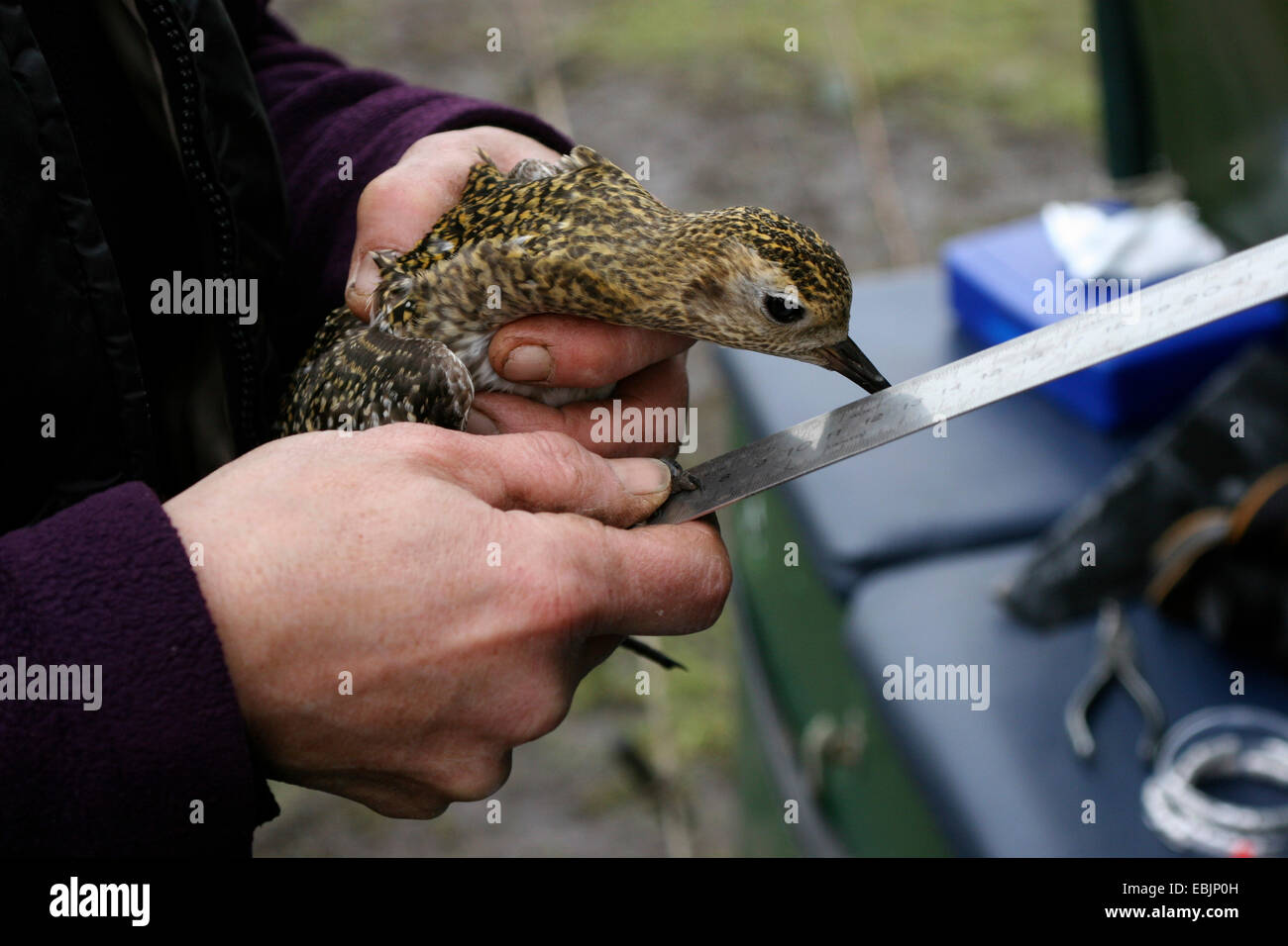 European golden plover (Pluvialis apricaria), a bird caught by an ornithologist is measured, Netherlands, Frisia Stock Photo