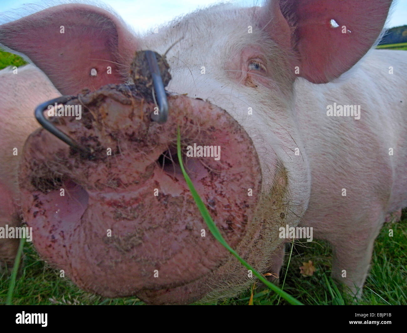 Pig With Ring Through Nose