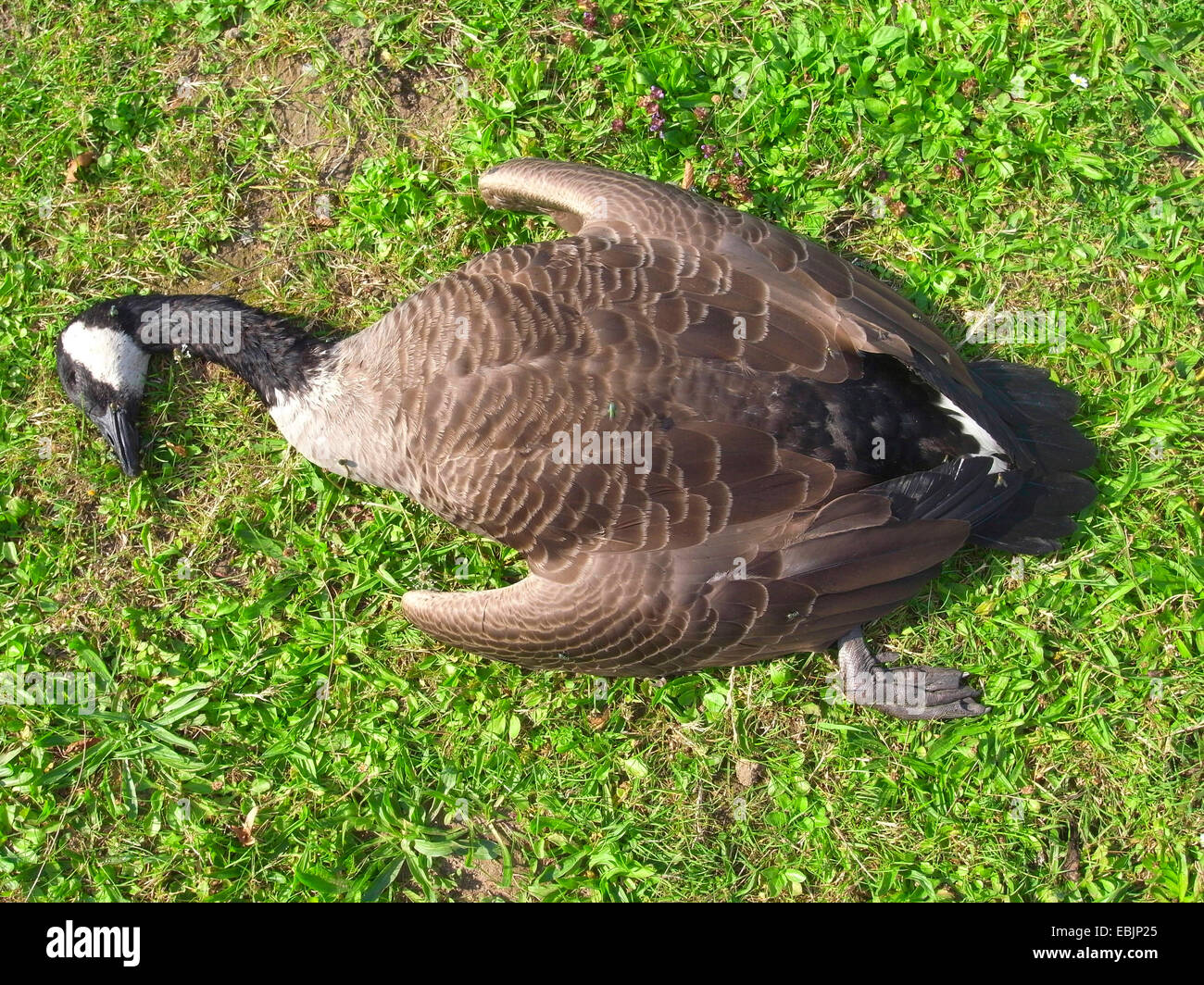 Canada goose (Branta canadensis), dead individual in a meadow, Germany  Stock Photo - Alamy