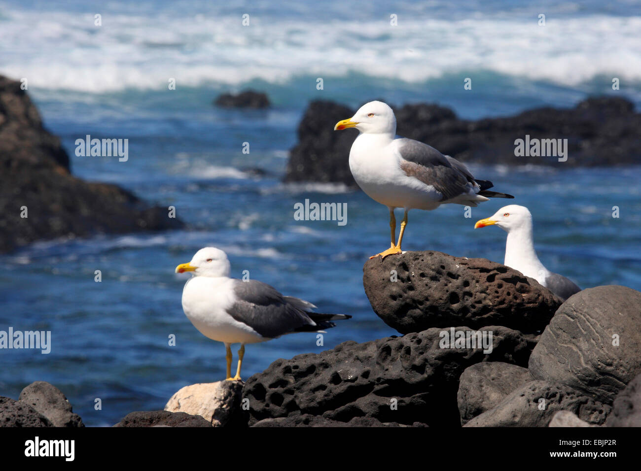 lesser black-backed gull (Larus fuscus), sitting on coastal rocks, Canary Islands, Lanzarote Stock Photo