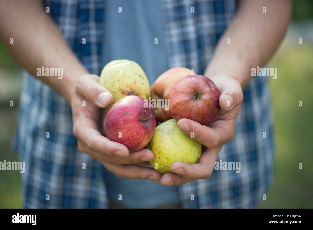 Hands of young male farmer holding apples, Premosello, Verbania, Piemonte, Italy Stock Photo