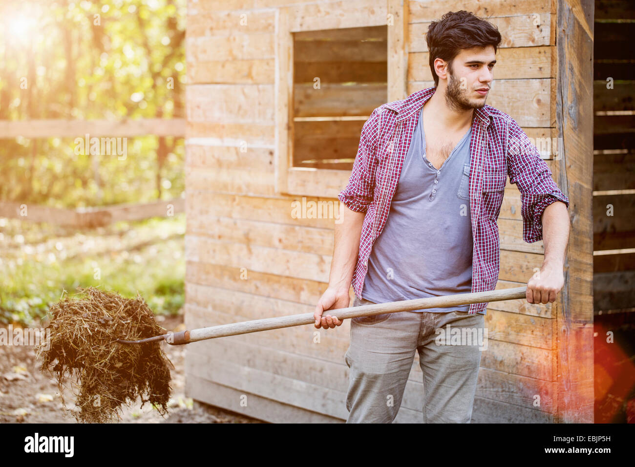 Young male farmer cleaning out stable, Premosello, Verbania, Piemonte, Italy Stock Photo