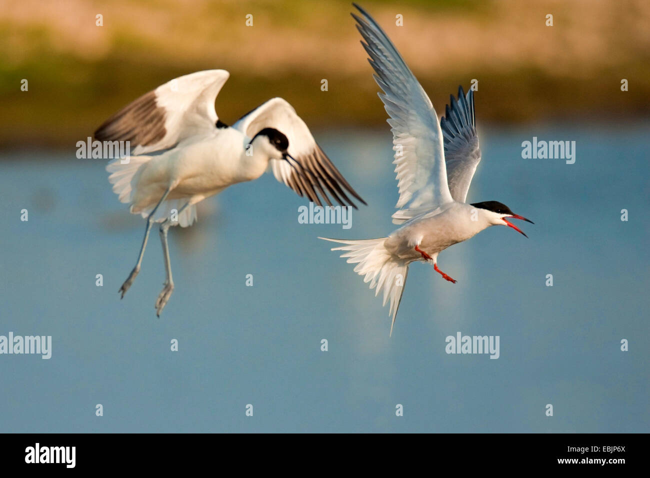 pied avocet (Recurvirostra avosetta), flying pied avocet chasing a common tern duringa territory fight, Netherlands, Texel Stock Photo