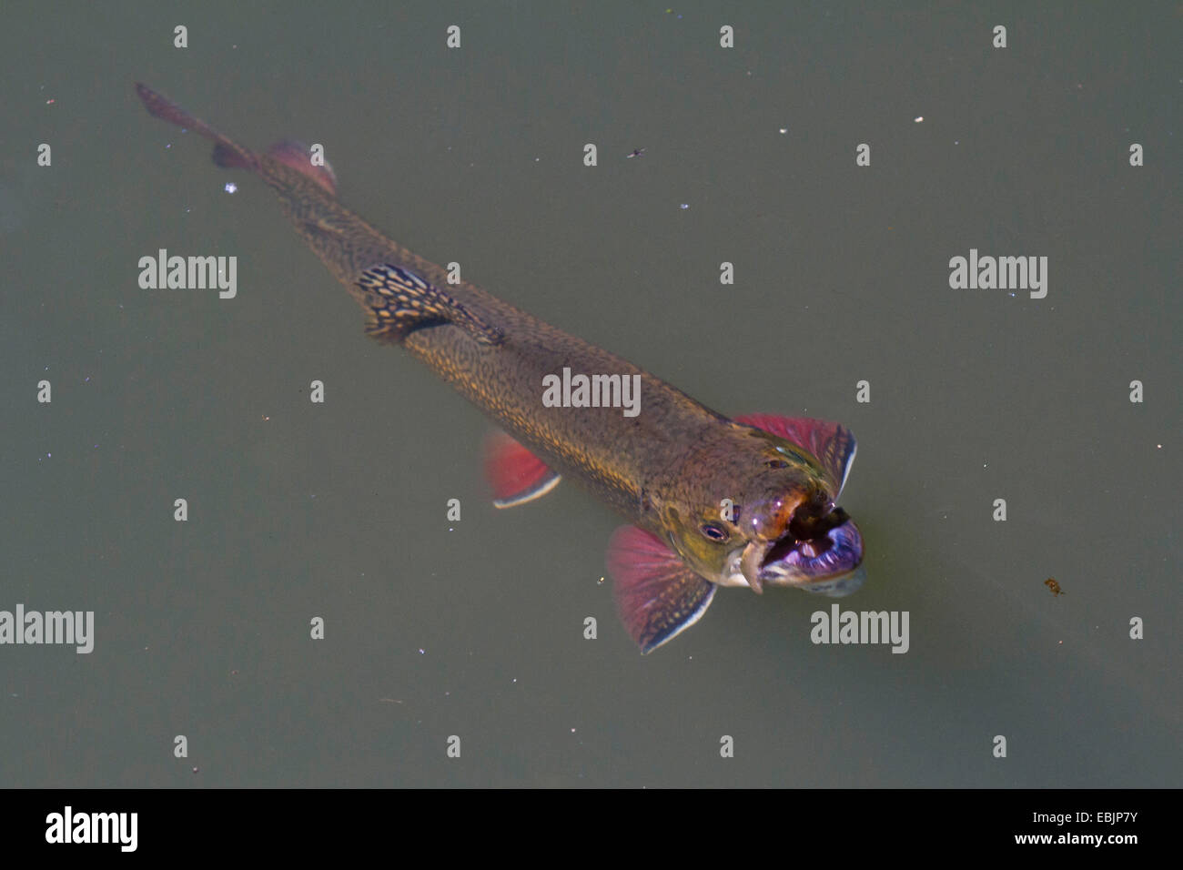 brook trout, brook char, brook charr (Salvelinus fontinalis), eating insect at water surface Stock Photo