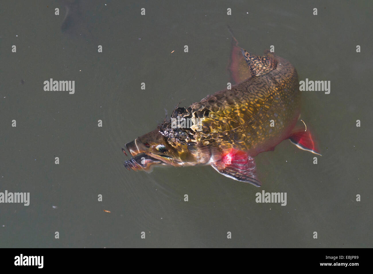 brook trout, brook char, brook charr (Salvelinus fontinalis), eating insect at water surface Stock Photo