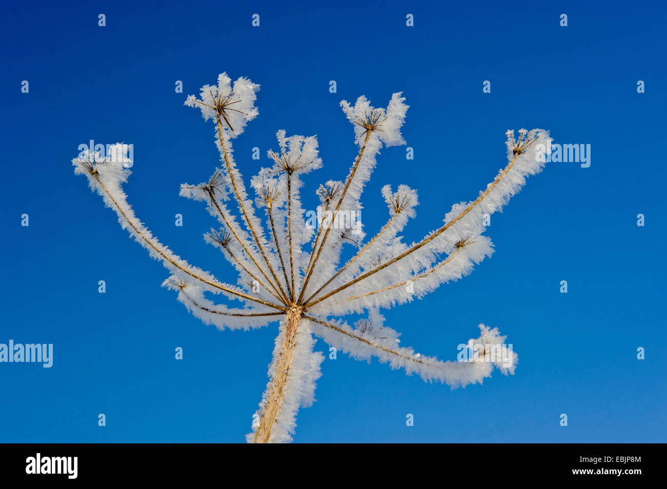 umbellifer with roar frost, Germany, Lower Saxony Stock Photo