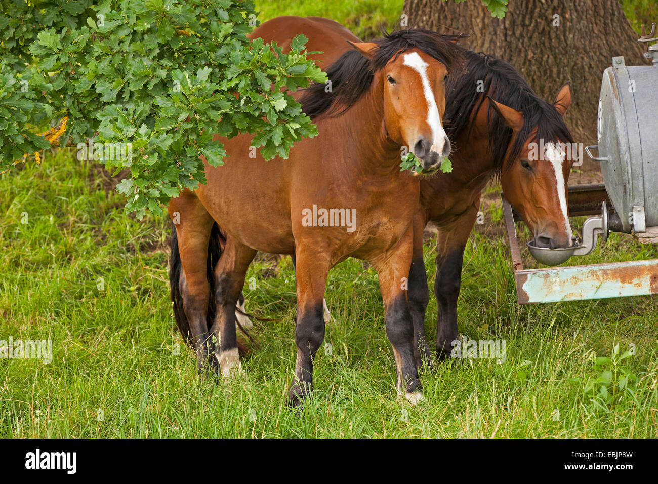 domestic horse (Equus przewalskii f. caballus), at a horsetrough feeding on oak leaves, Germany, Bavaria Stock Photo