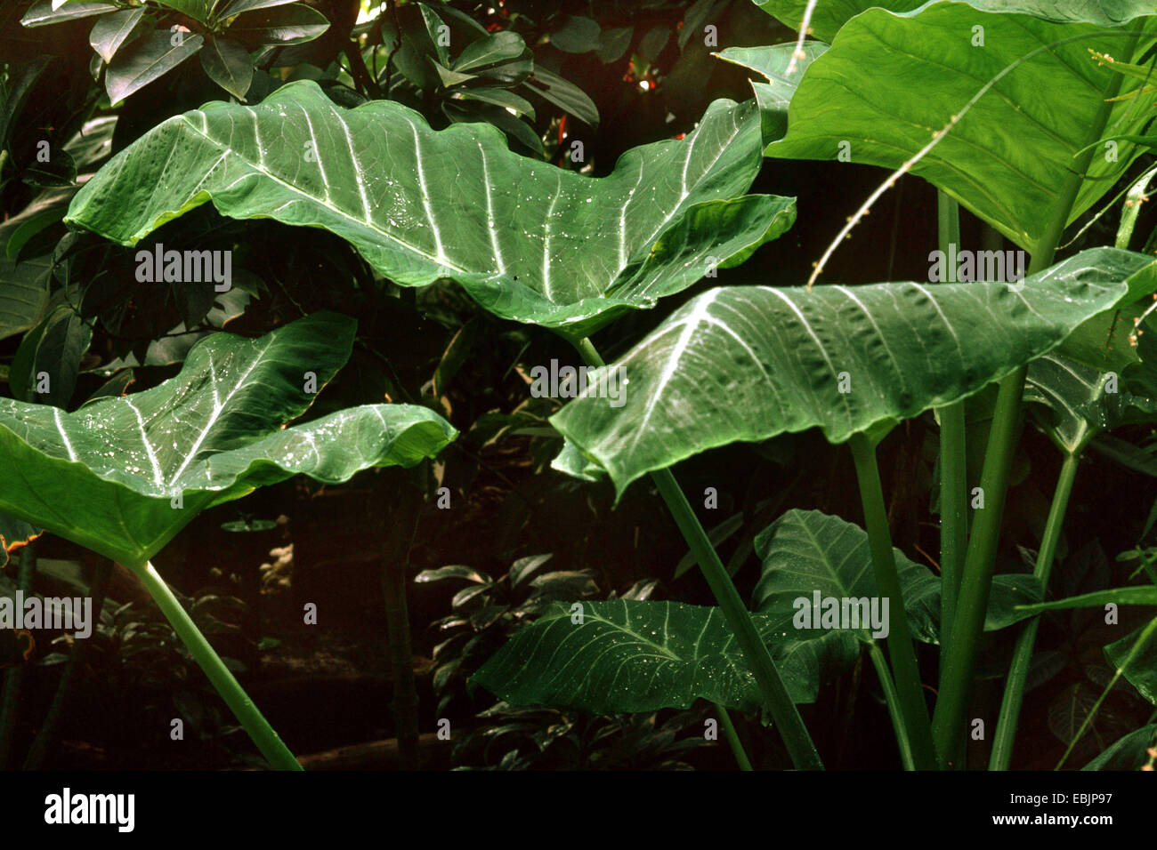 Xanthosoma (Xanthosoma violaceum), leaves Stock Photo