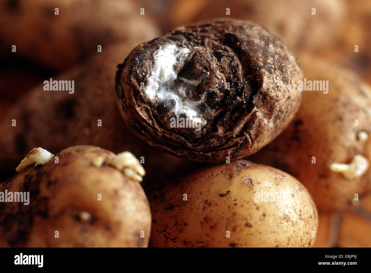 potato (Solanum tuberosum), fusarium at potatoes Stock Photo