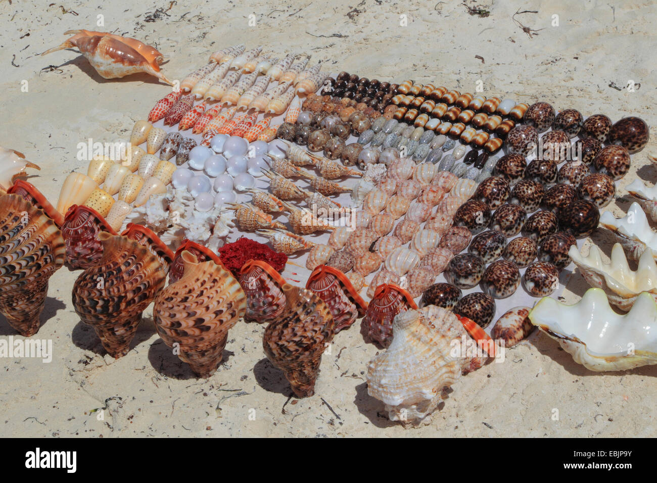 conchs, seashells and snail-shells on sandy beach, Tanzania, Sansibar Stock Photo