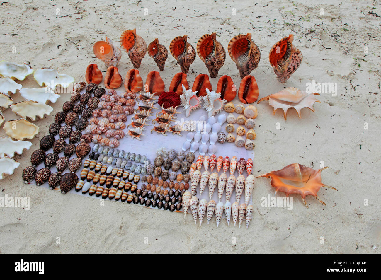 collected conchs, seashells and snail-shells on sandy beach, Tanzania, Sansibar Stock Photo