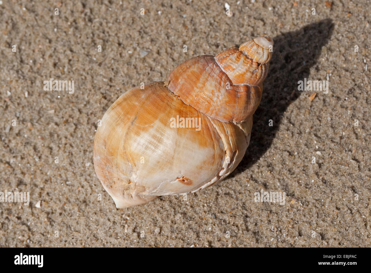 common whelk, edible European whelk, waved whelk, buckie, common northern whelk (Buccinum undatum), snail shell on the beach, Germany Stock Photo