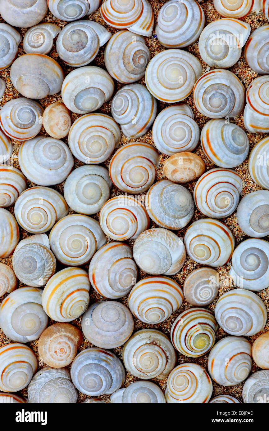 snail-shells, United Kingdom, Scotland Stock Photo