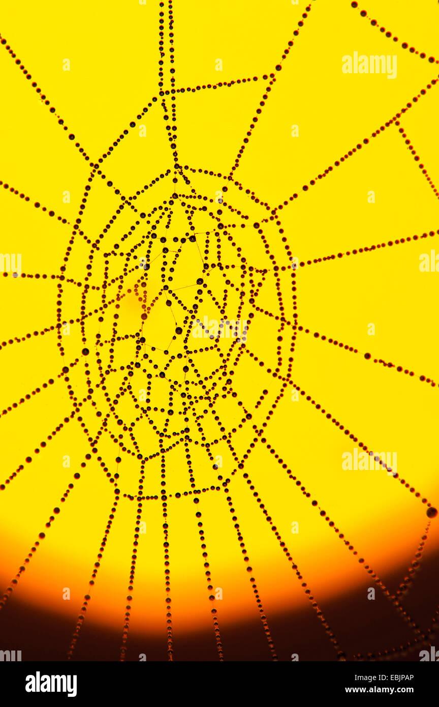 web covered with morning dew in front of the sun, Germany, Lower Saxony Stock Photo