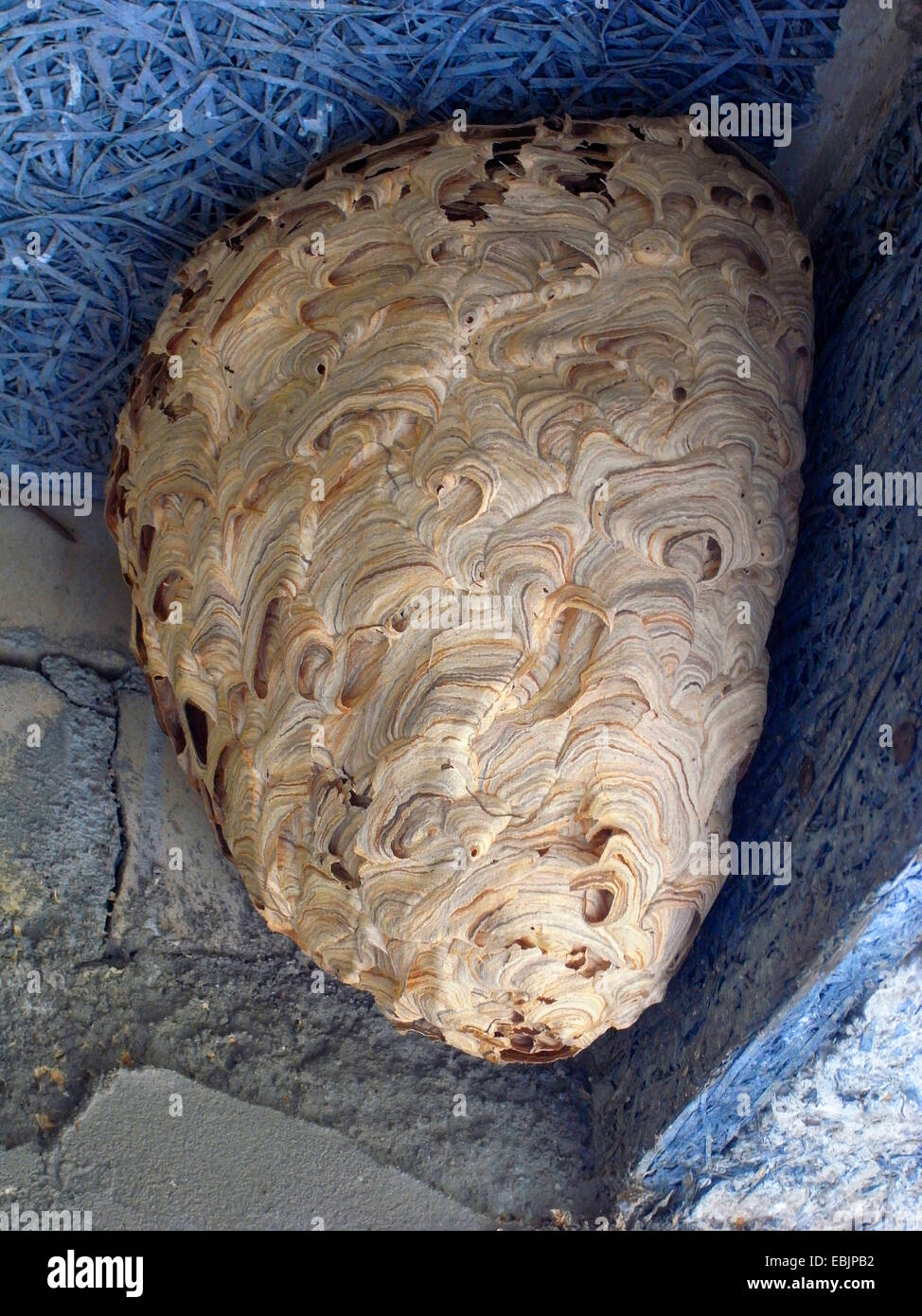 wasp   (Vespula cf. germanica), nest under the roof of a building, Germany Stock Photo