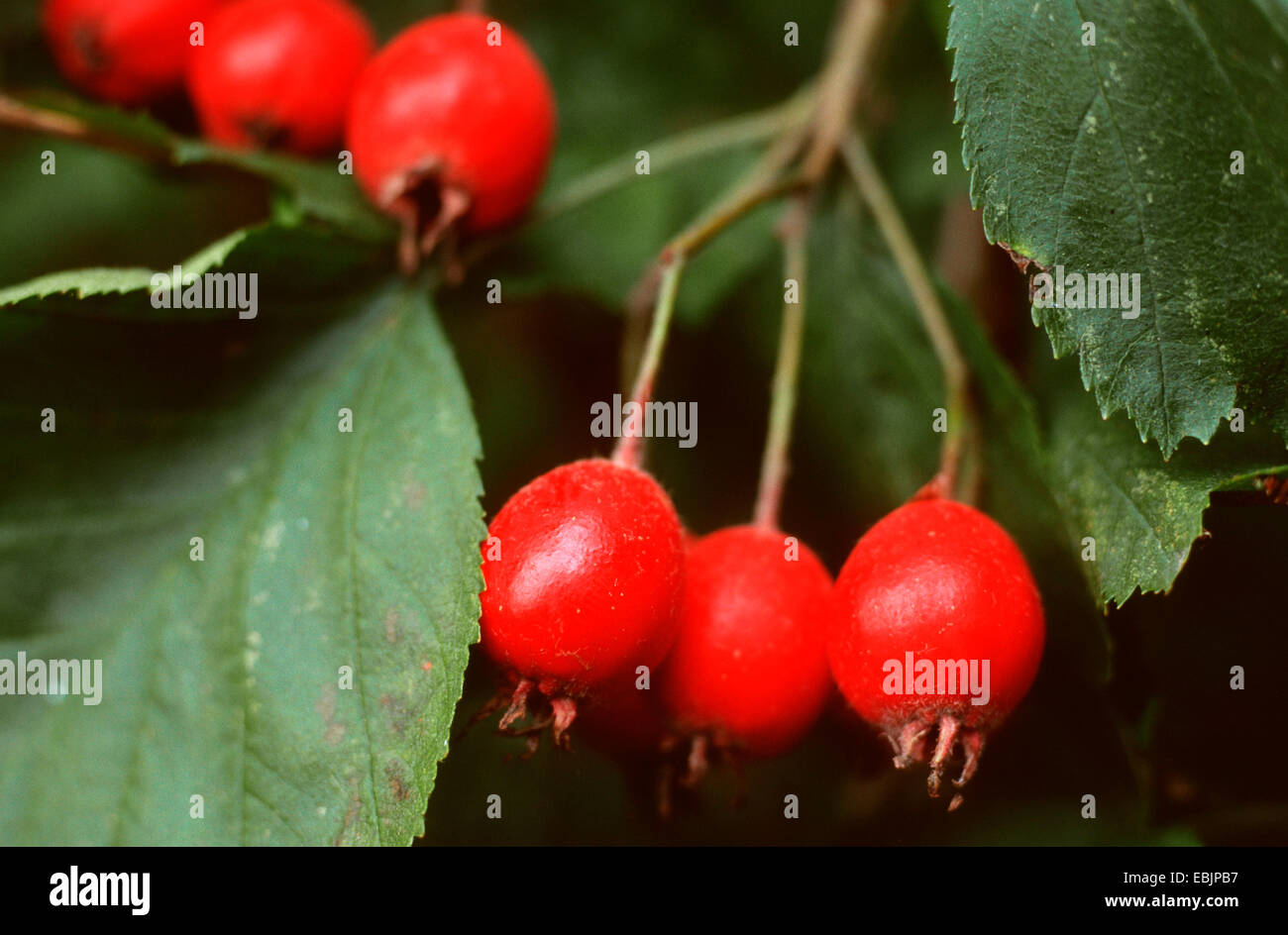scarlet hawthorn (Crataegus pedicellata), fruits Stock Photo