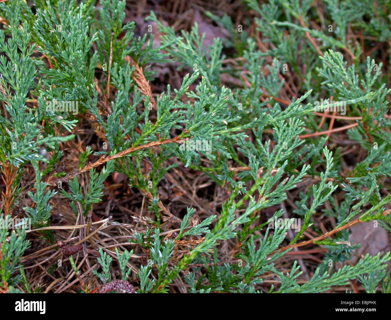 Blue rug juniper, Creeping juniper, Creeping cedar (Juniperus
