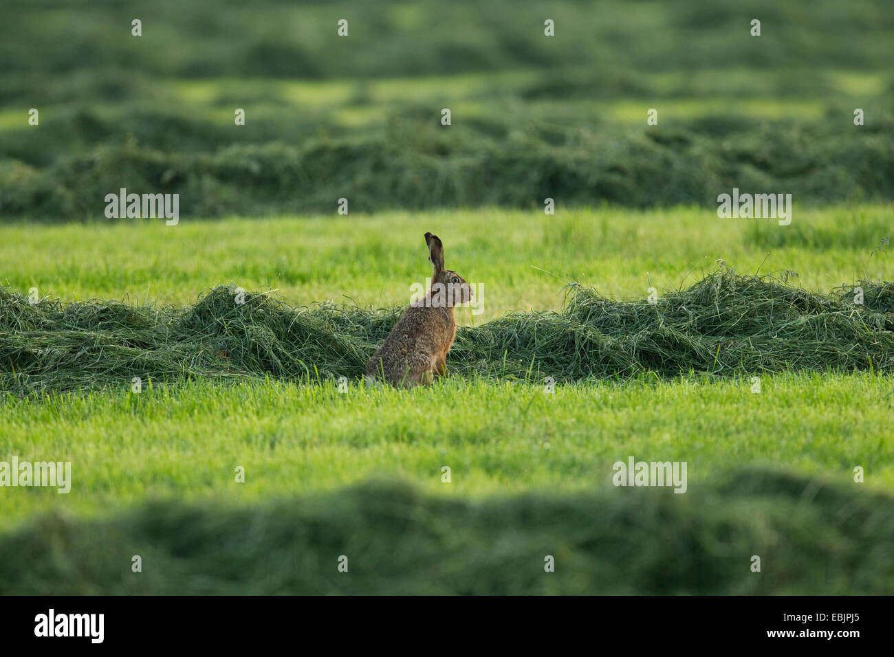 European hare (Lepus europaeus), sitting in a freshly cut meadow, Germany Stock Photo