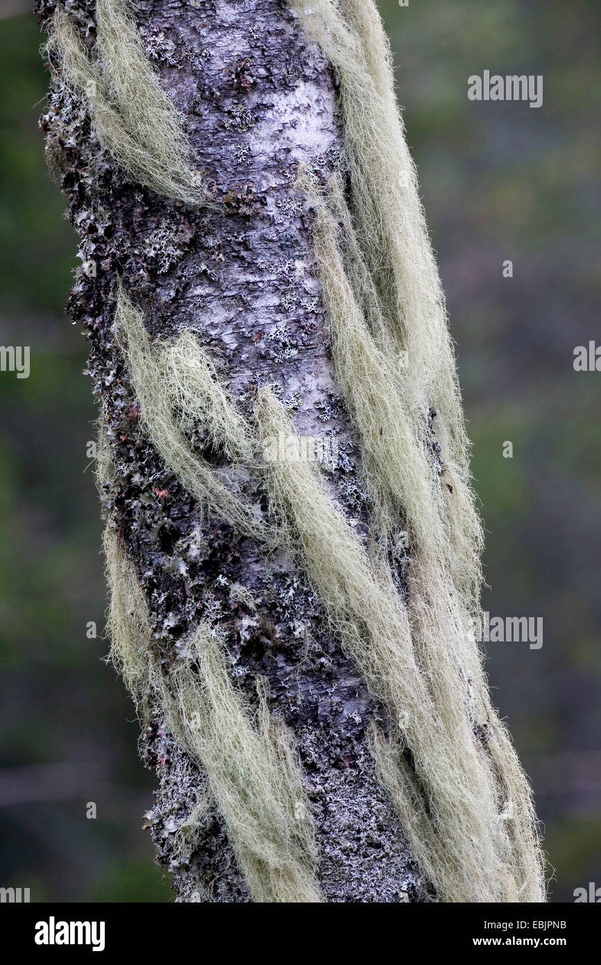 Horsehair Lichen, Gray-horsehair Lichen (Bryoria capillaris), on a branch, Sweden, Vaermland Stock Photo