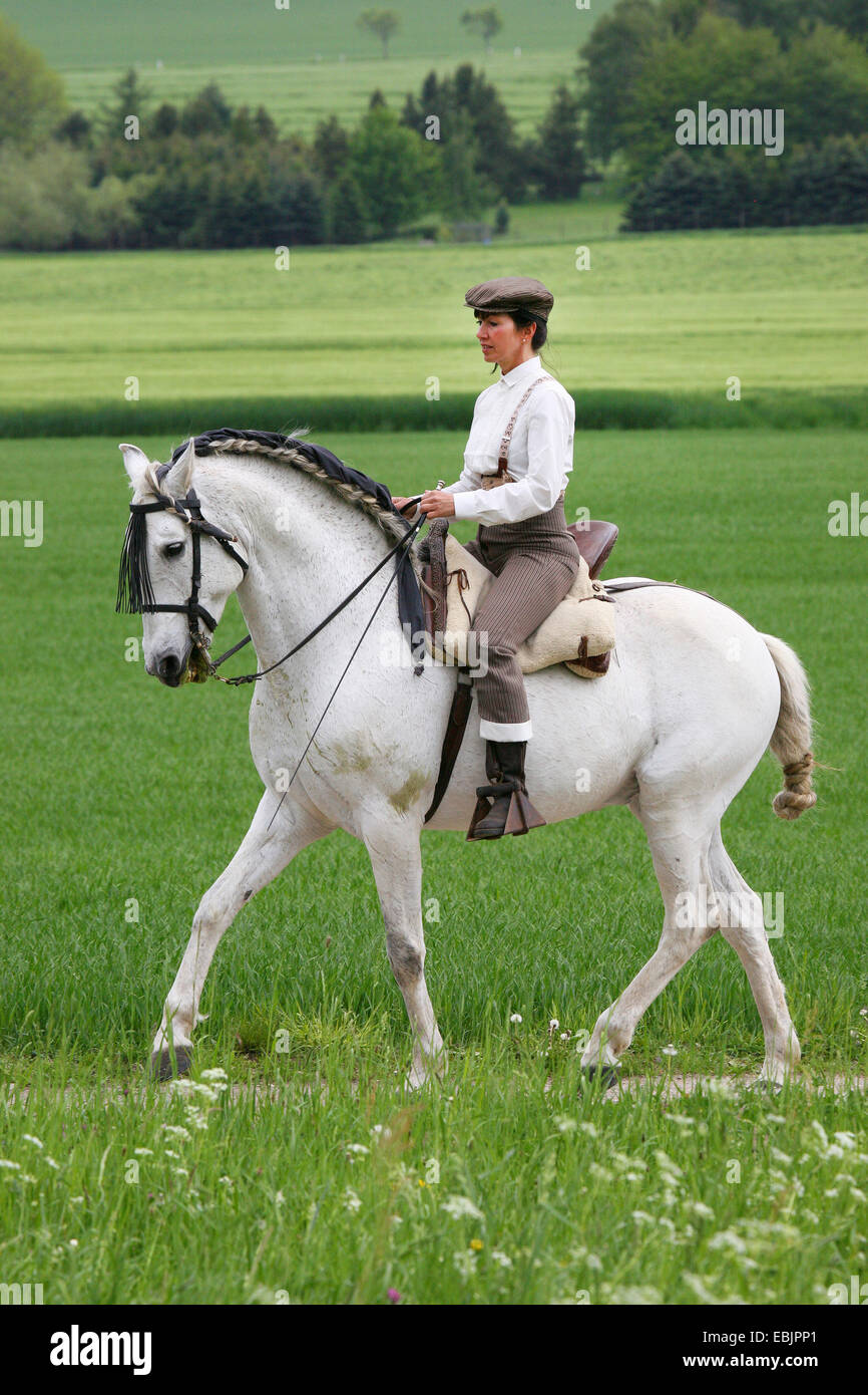 Andalusian horse (Equus przewalskii f. caballus), Doma Vaquera Stock Photo